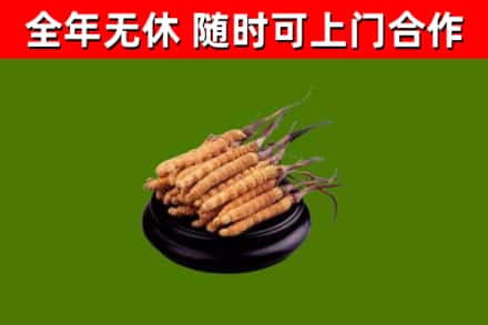 日喀则回收冬虫夏草